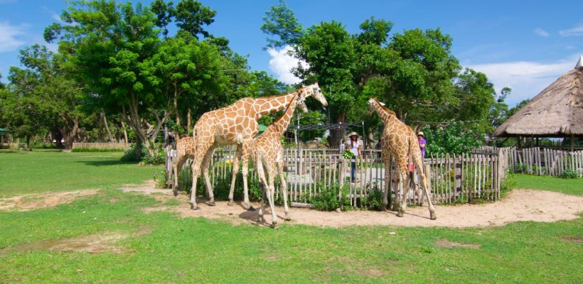 [照片故事] 菲律賓的侏羅紀公園！咿哈～享受馳騁非洲大草原的快感！