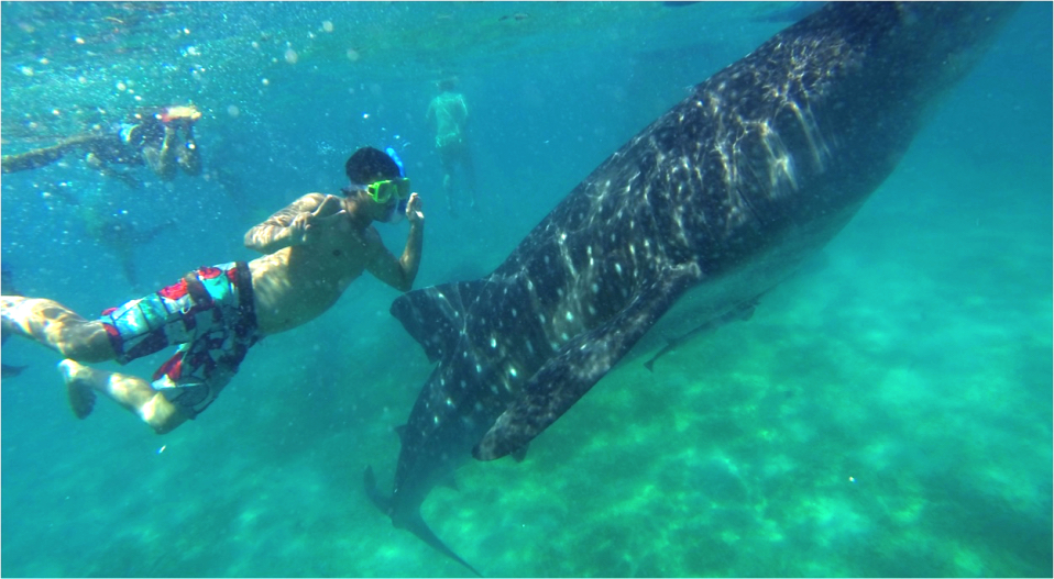 澳洲打工度假＋菲律賓遊學達人彎彎_菲律賓與鯨鯊游泳 Oslob