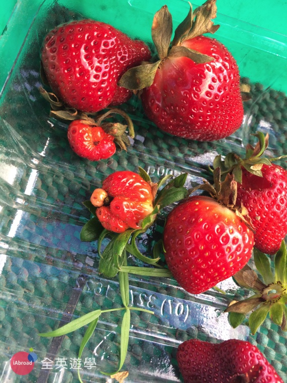 澳洲打工度假草莓農場實用字彙_5