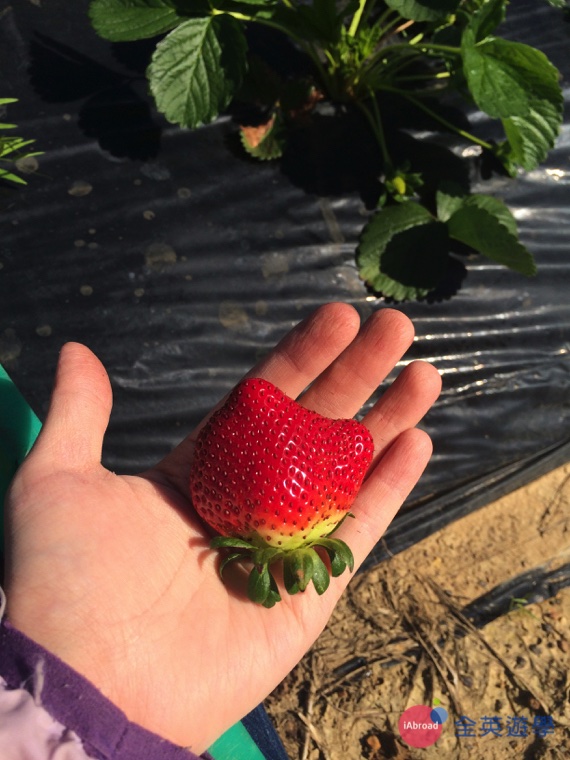 澳洲打工度假草莓農場實用字彙_8